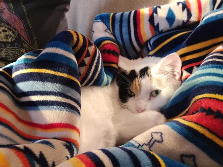 Kitty