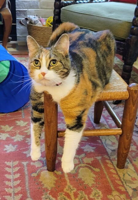 Pippi