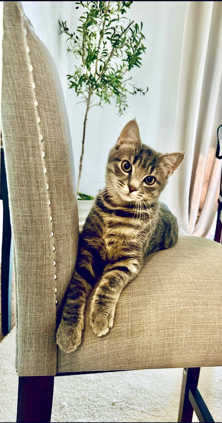 Oliver 