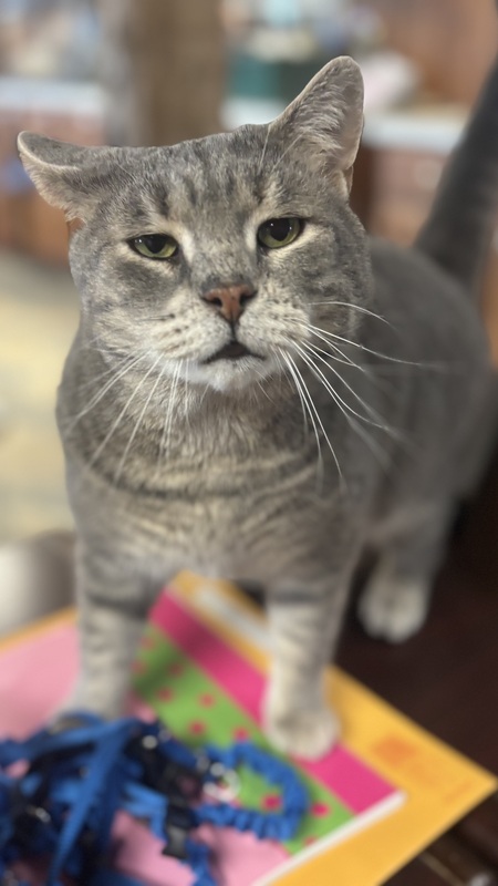 O'Malley
