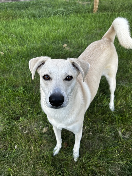 Nova 