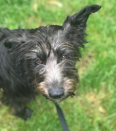 Willow