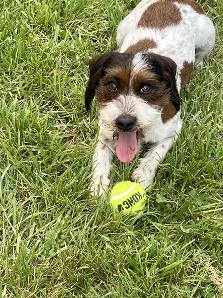 Scout