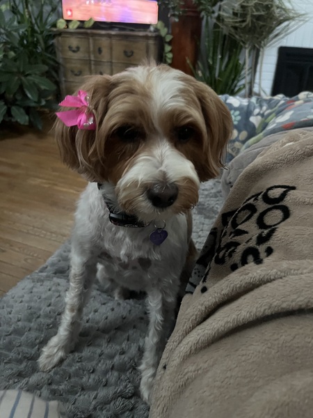 Lily