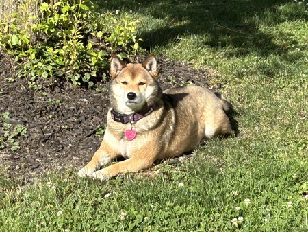 Harper