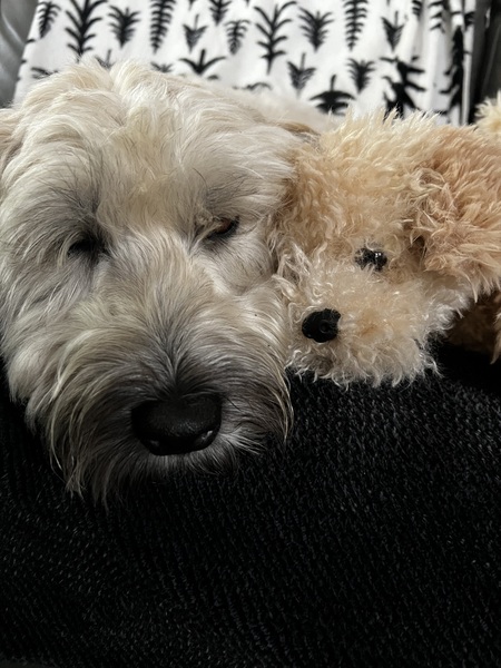 Maggie