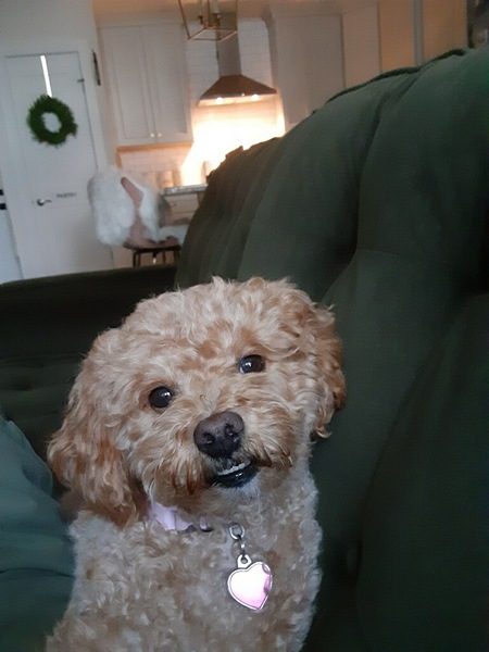Gracie