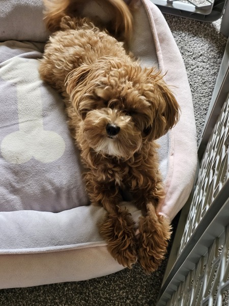 Gia