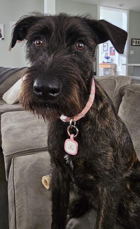 Darla 