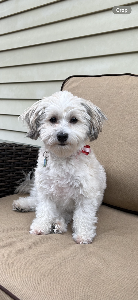 Cosette