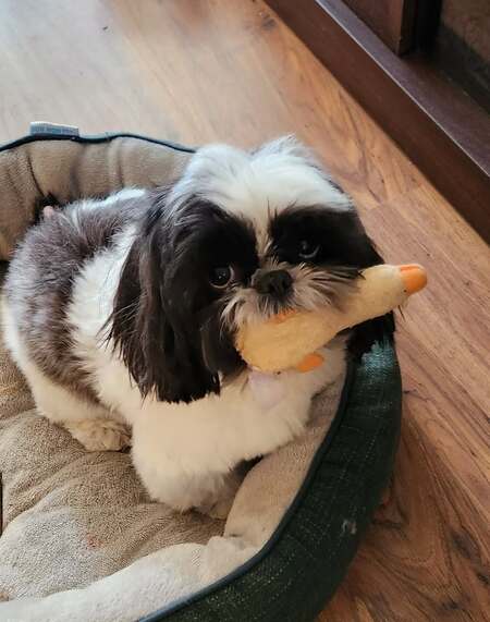 Bella