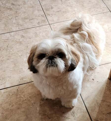 Winston