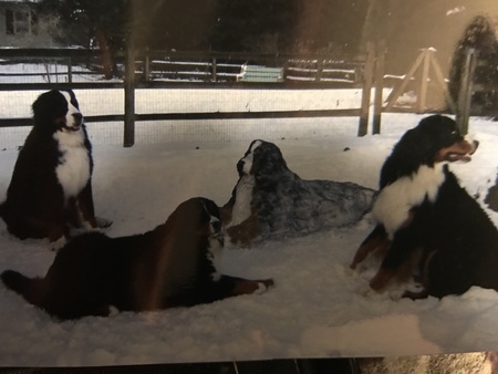 Hunter, Gemma, Frosty(made out of snow), and Titus