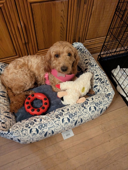 Biscuit 