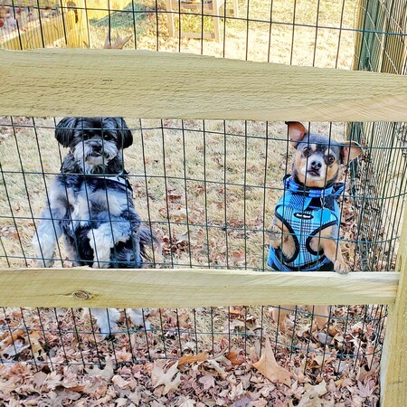 KATIE AND SACHI, HAL RESCUES, AT DOG PARK