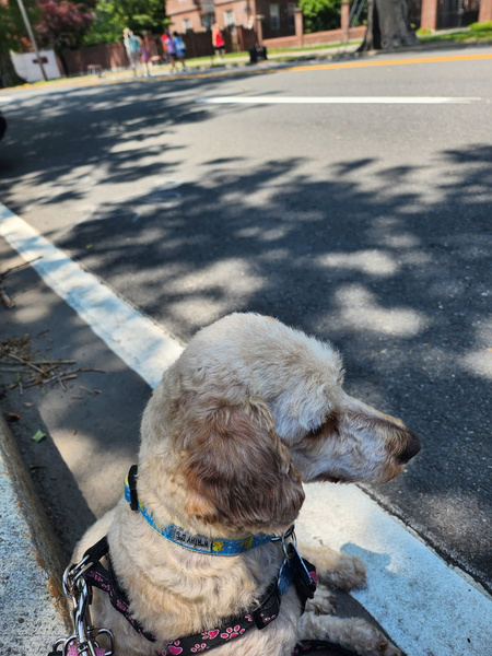 Mochi