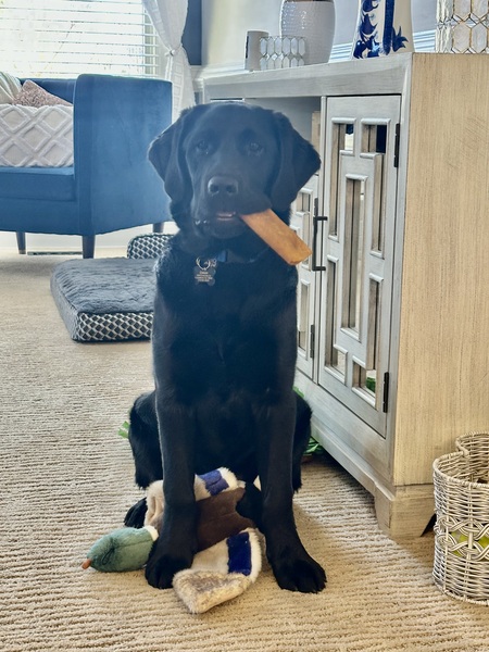 Cooper