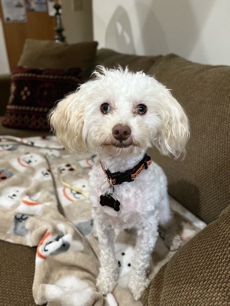 Biskit