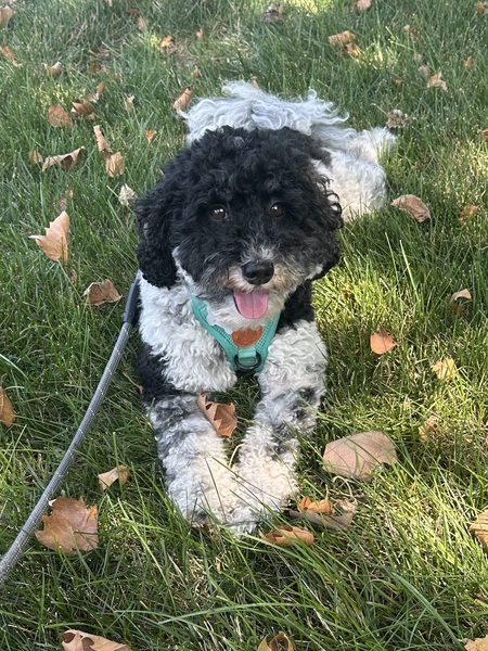 Oreo