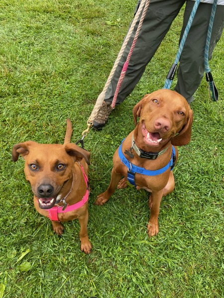 Becker (HAL alumni  -blue harness) )  and Haley (pink)