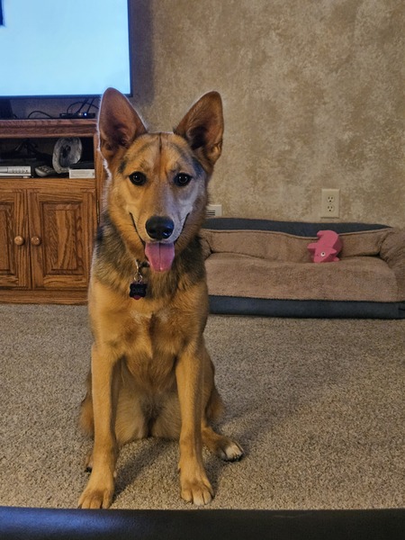 Dixie