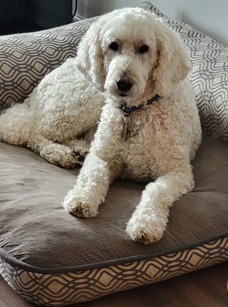 Cokie