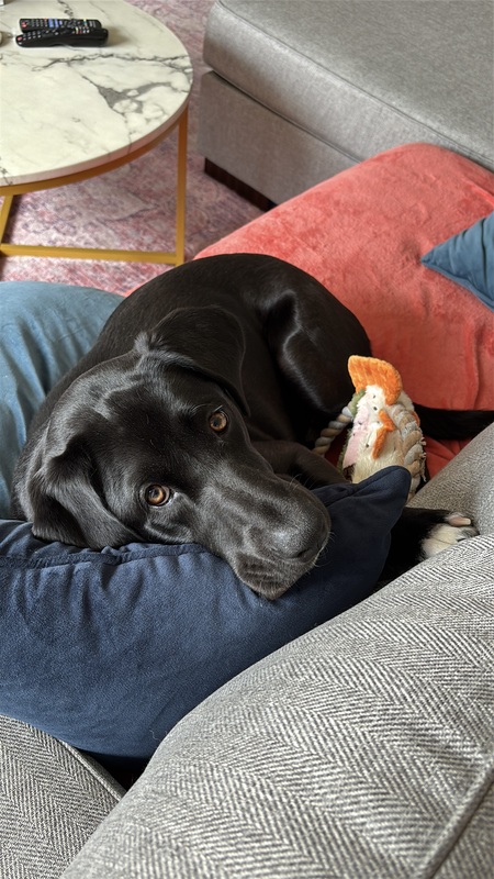 Dunkin