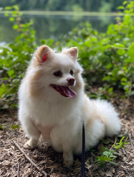 Nala