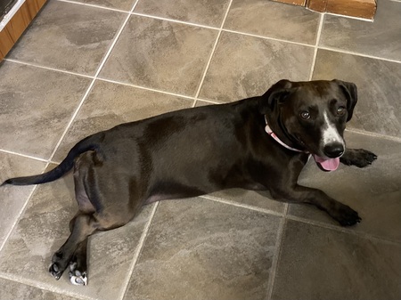 Gertie