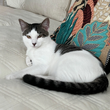 Entry image for Jo-Jo