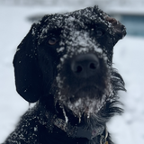 Entry image for Daisy