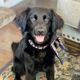 Entry image for Dolly