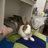 Entry image for Bibi