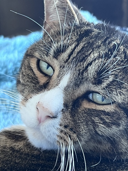 Dexter
