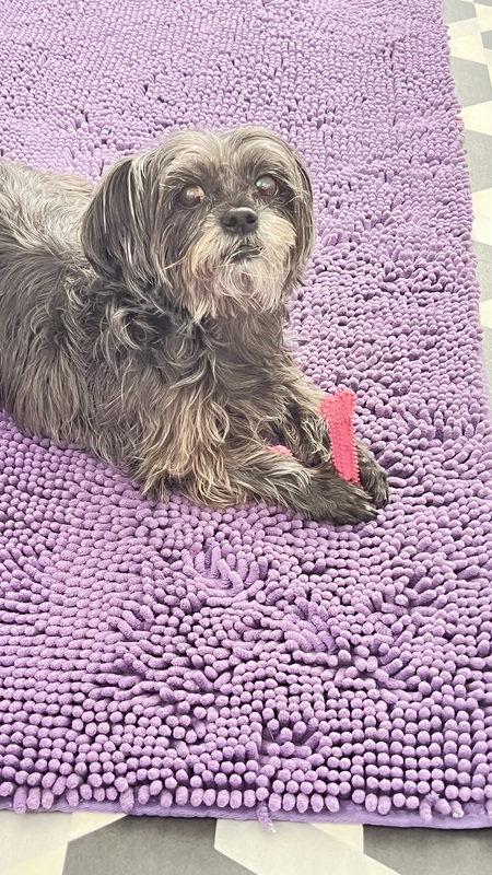 Daisy