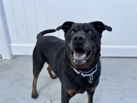 Sanford - Adoptable Dog