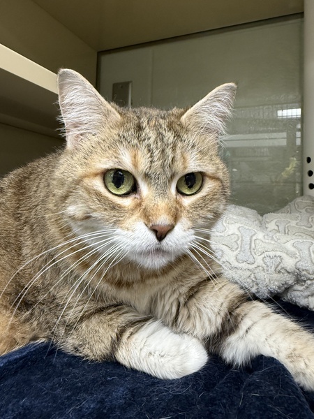 Ziggy - Adoptable Cat