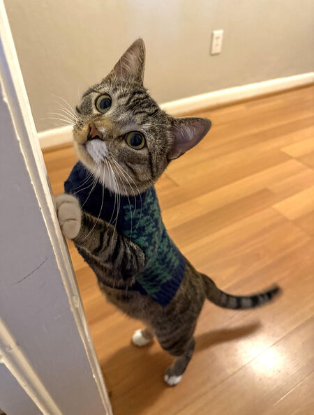 Meeko