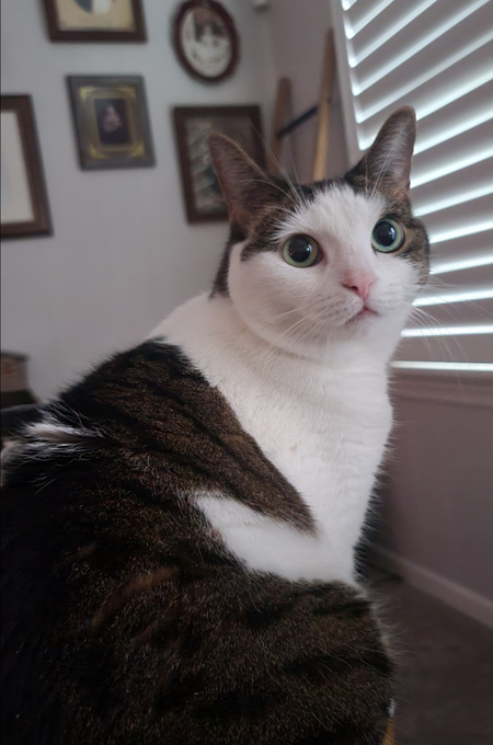 Whiskers 