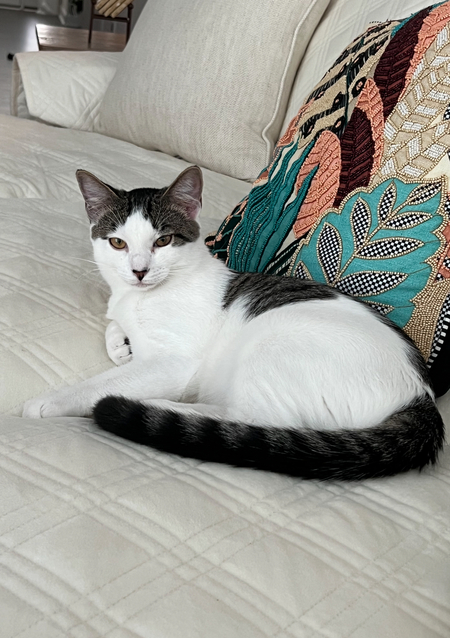 Entry image for Jo-Jo. Clicking this image will show a larger photo