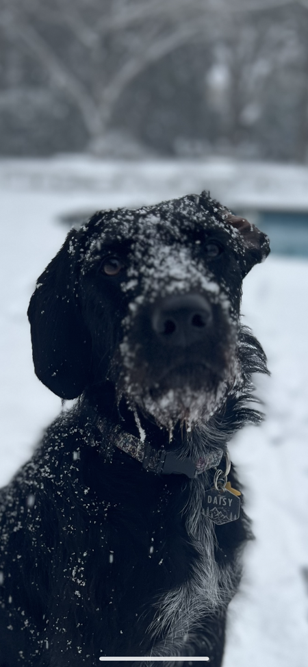 Entry image for Daisy. Clicking this image will show a larger photo