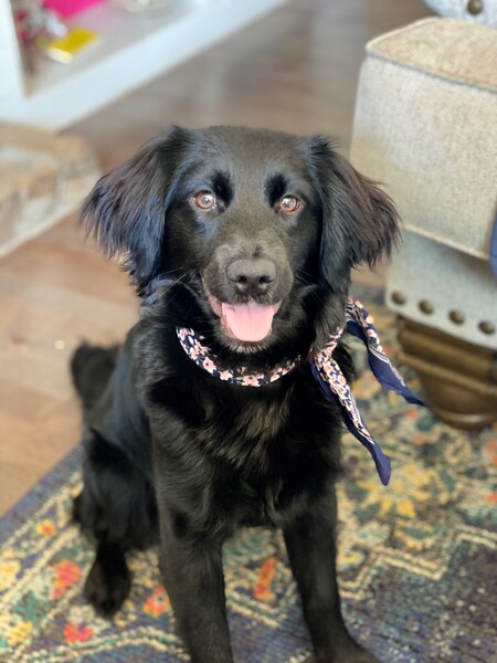 Entry image for Dolly. Clicking this image will show a larger photo