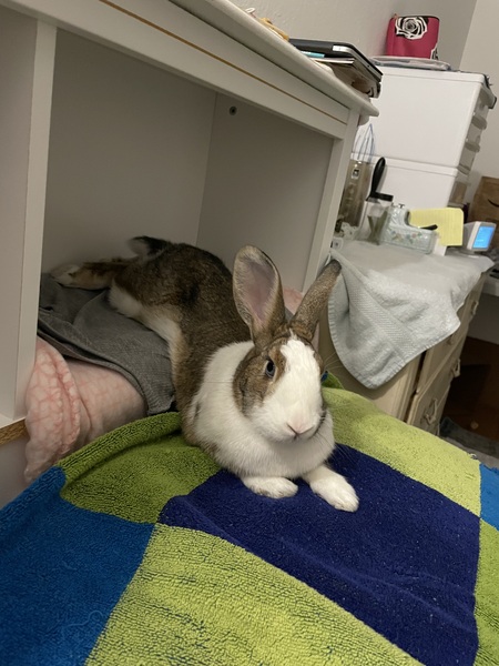 Entry image for Bibi. Clicking this image will show a larger photo