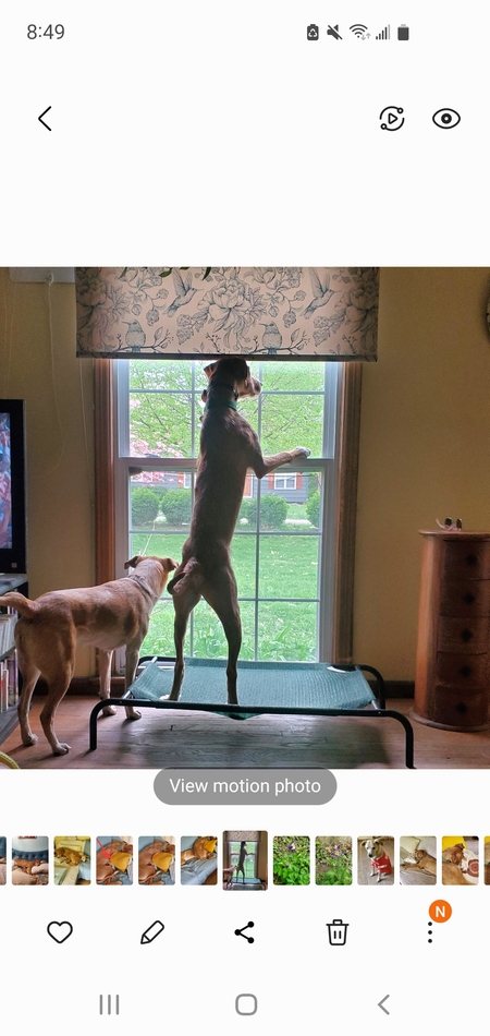 Emmylou and Cooper