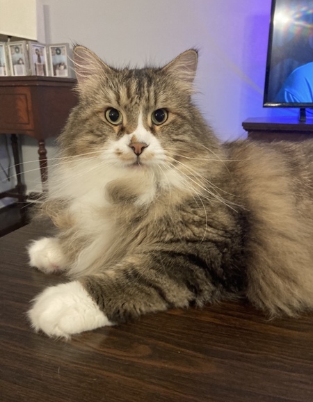 Finn