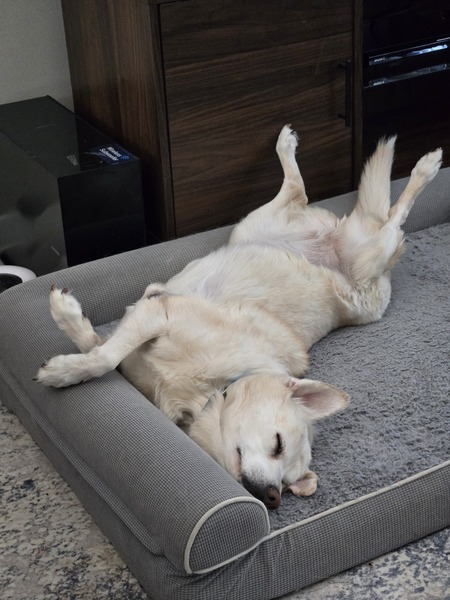 Bella aka Honey Bear