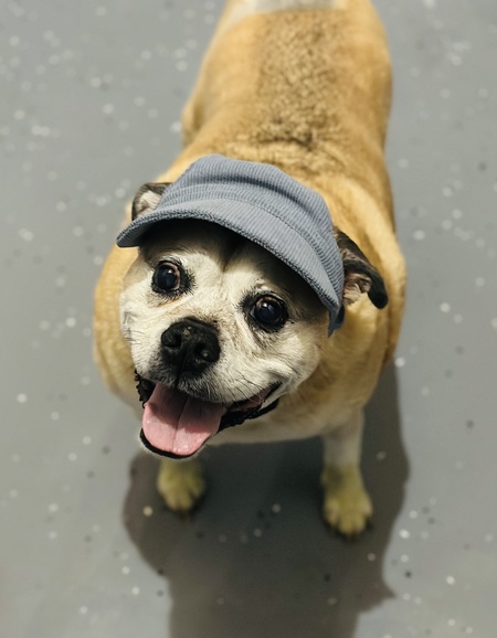 Jacob Pug