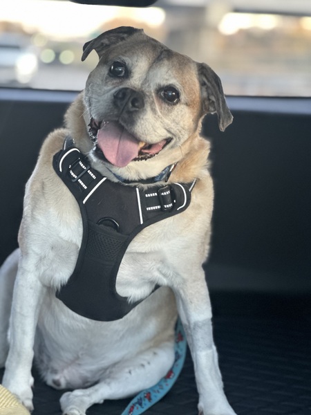 Jacob Pug