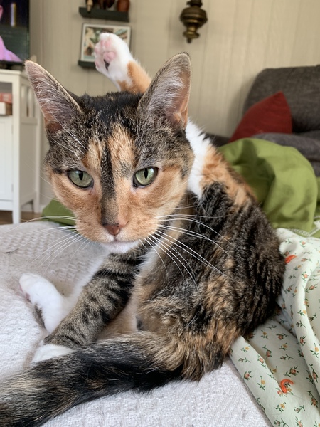 Fritzi