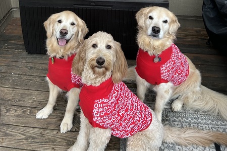 Alfie, Oliver and Stella